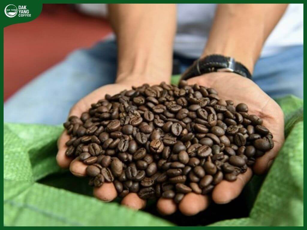 Cà phê robusta rang mộc - DAK Yang Coffee